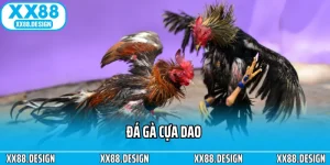 Đá Gà Cựa Dao