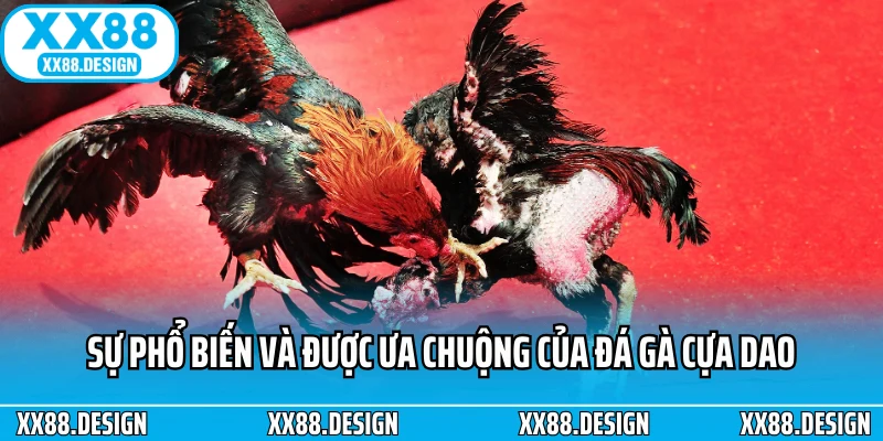 Sự phổ biến và được ưa chuộng của đá gà cựa dao