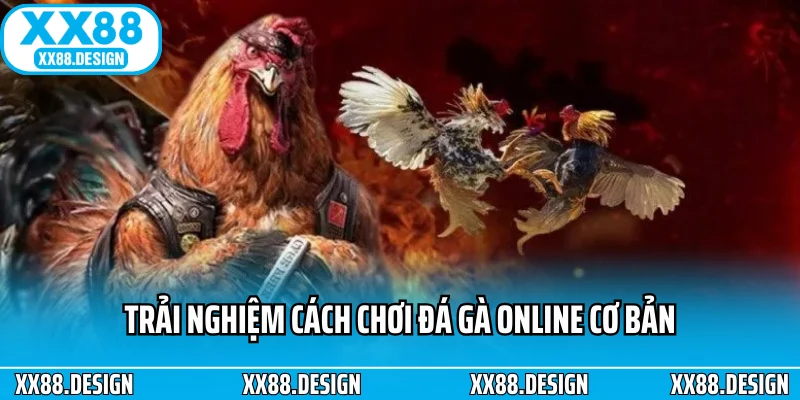 Trải nghiệm cách chơi đá gà online cơ bản